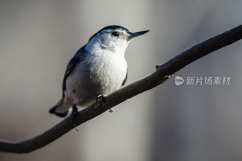 白胸五斗鱼(Sitta carolinensis)